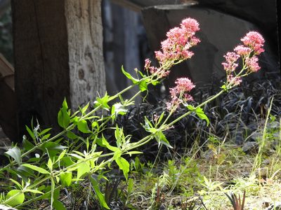 Valeriana rubra, photographed by Yann Kemper