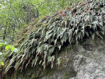 Polypodium glycyrrhiza, photographed by James H. Thomas