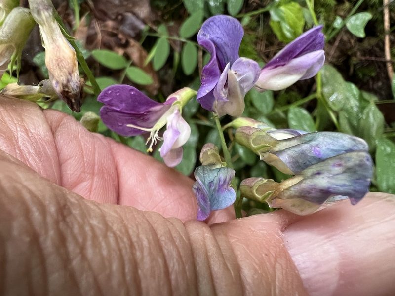 Lathyrus polyphyllus, photographed by James H. Thomas
