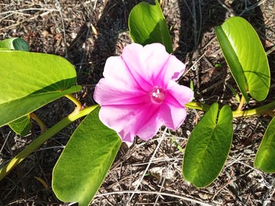 Ipomoea pes-caprae, photographed by Juan Carlos A. Fierro
