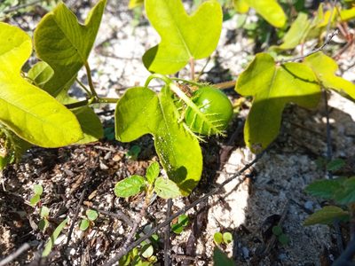 Passiflora ciliata, photographed by Juan Carlos A. Fierro