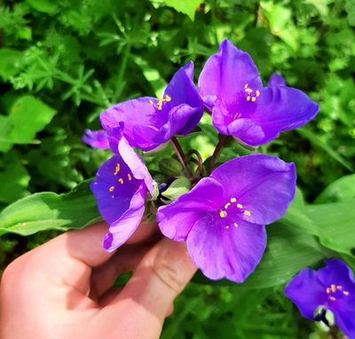Tradescantia virginiana, photographed by Tyler Ekholm