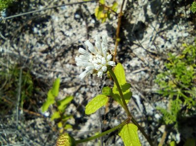 Melanthera nivea
