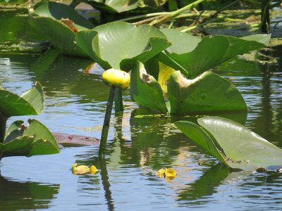 Nuphar advena, photographed by Howard Williams