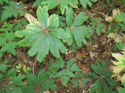 Podophyllum peltatum, photographed by Howard Williams