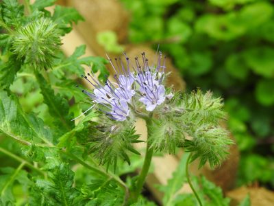Phacelia tanacetifolia, photographed by Yann Kemper
