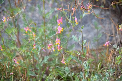Capnoides sempervirens, photographed by Pierre Cartier