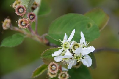 Amelanchier humilis