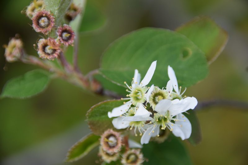 Amelanchier humilis, photographed by Pierre Cartier