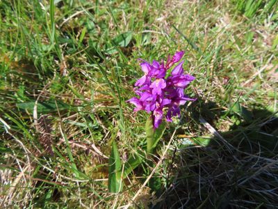 Orchis mascula, photographed by Anne Thomson