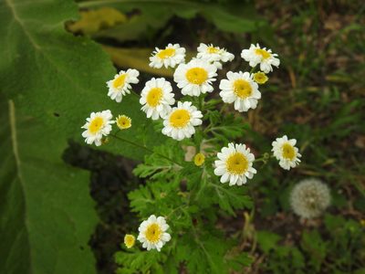 Tanacetum parthenium, photographed by Yann Kemper