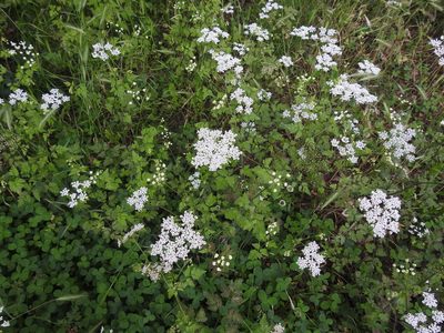 Chaerophyllum temulum, photographed by Yann Kemper