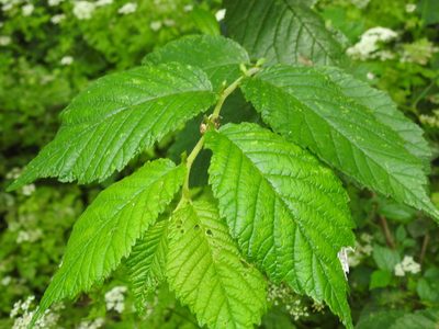 Ulmus glabra, photographed by Yann Kemper