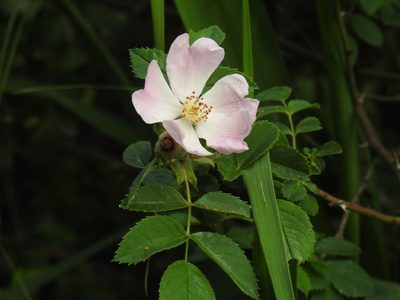 Rosa canina, photographed by Yann Kemper
