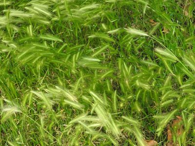 Hordeum murinum, photographed by Yann Kemper