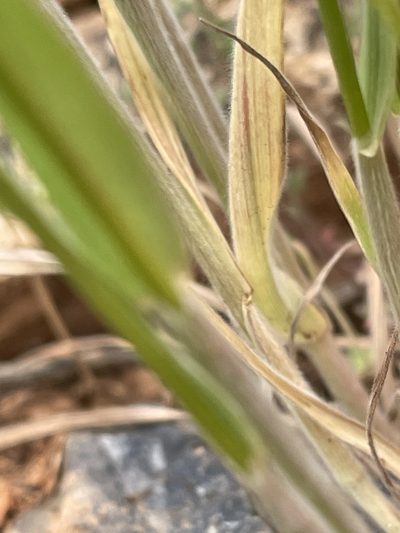 Bromus briziformis, photographed by crothfels
