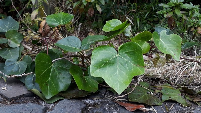 Hedera canariensis, photographed by Alessia Guggisberg