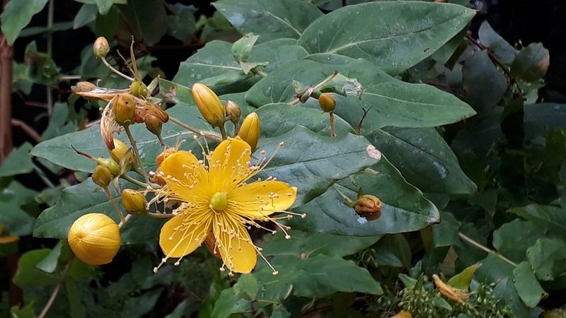 Hypericum grandifolium, photographed by Alessia Guggisberg