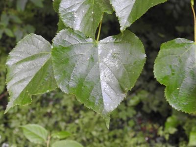 Tilia cordata, photographed by Yann Kemper