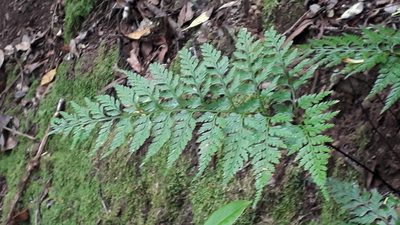 Asplenium onopteris