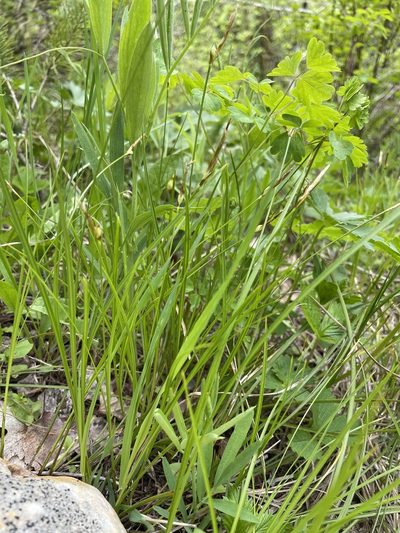 Carex geyeri, photographed by crothfels