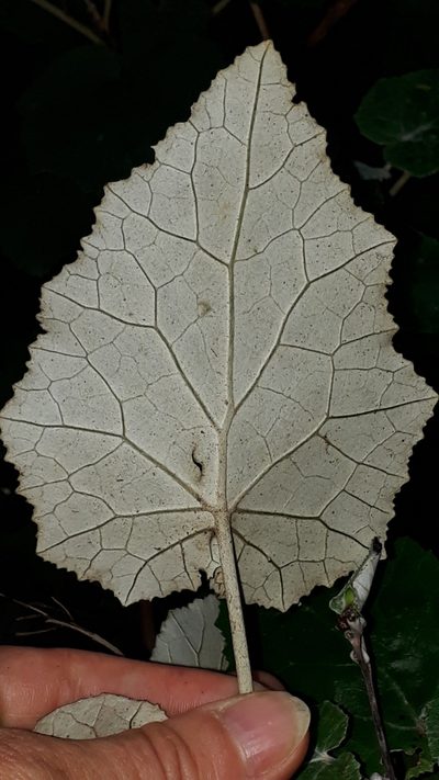 Pericallis appendiculata, photographed by Alessia Guggisberg