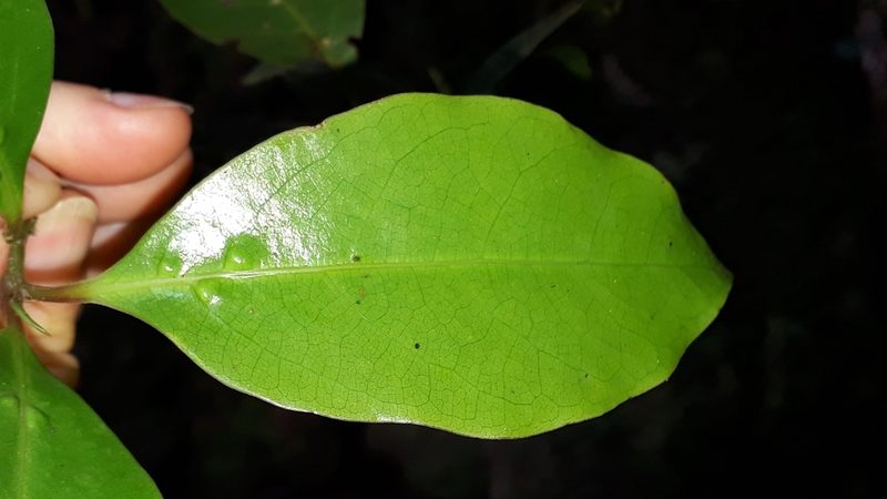 Ocotea foetens, photographed by Alessia Guggisberg