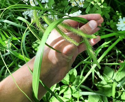 Carex crinita, photographed by Tyler Ekholm