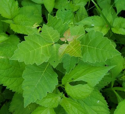 Rhus aromatica, photographed by Terri Koontz