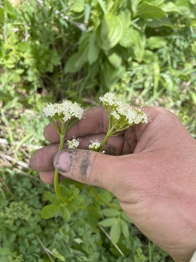 Valeriana occidentalis, photographed by crothfels