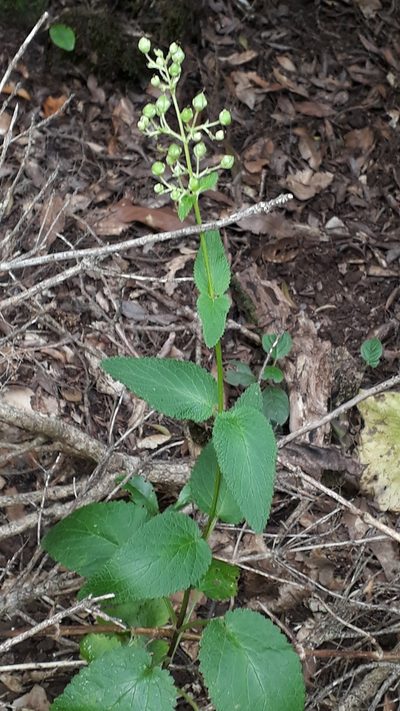 Scrophularia smithii, photographed by Alessia Guggisberg