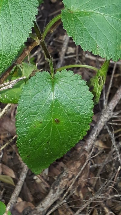 Scrophularia smithii, photographed by Alessia Guggisberg