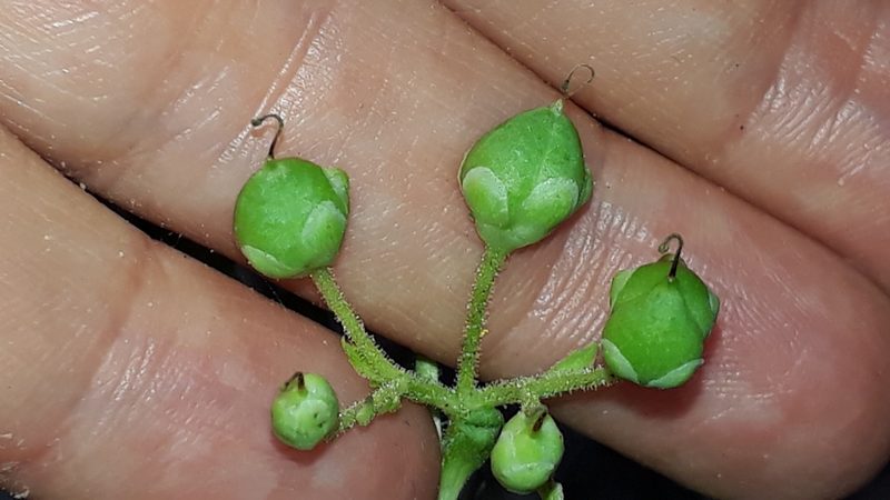Scrophularia smithii, photographed by Alessia Guggisberg