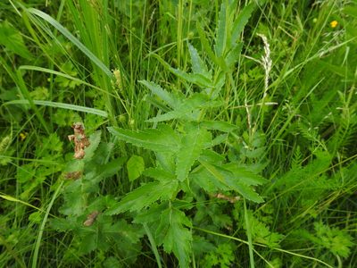 Pastinaca sativa, photographed by Yann Kemper