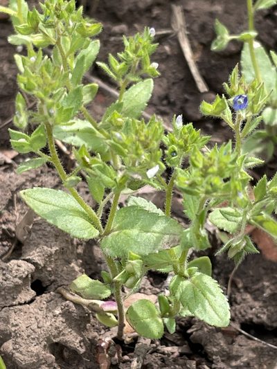 Veronica biloba, photographed by crothfels