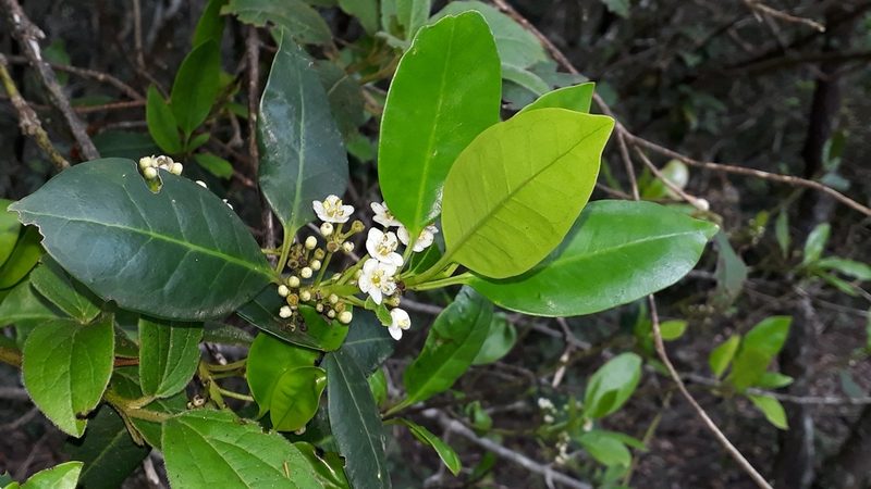 Ilex canariensis, photographed by Alessia Guggisberg
