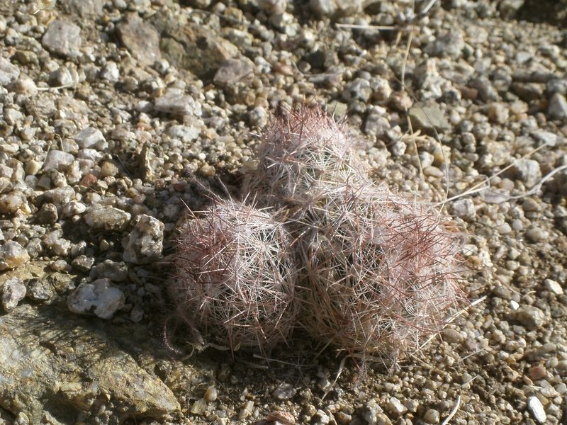 Pelecyphora vivipara, photographed by bmasinton