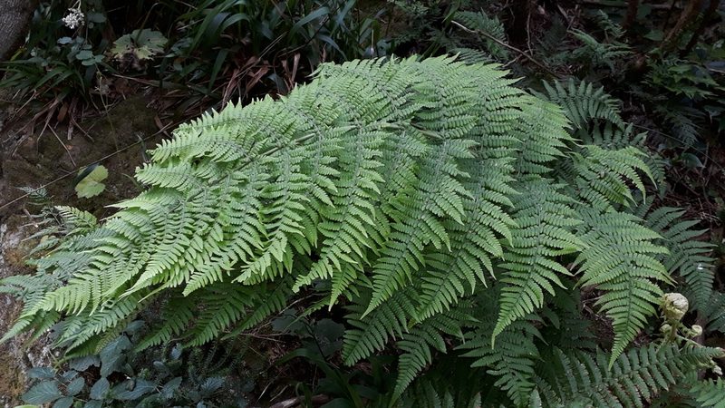 Dryopteris oligodonta, photographed by Alessia Guggisberg