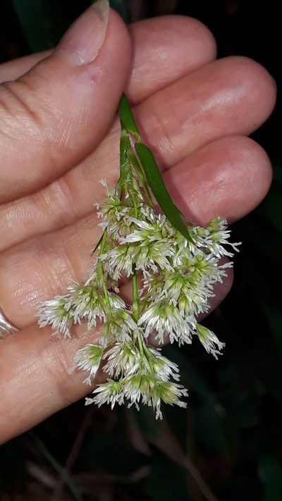 Luzula canariensis, photographed by Alessia Guggisberg