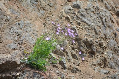 Lactuca perennis, photographed by Pavel Kacl