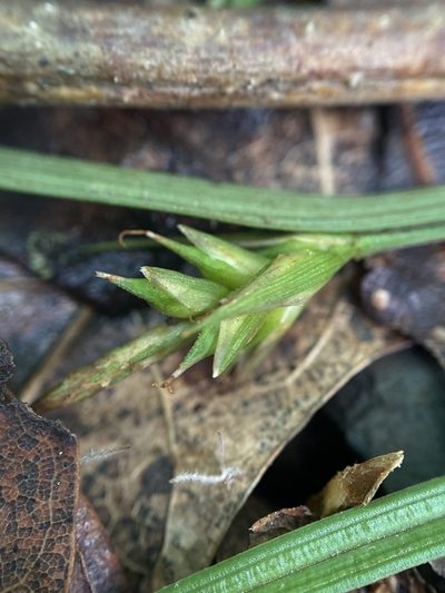 Carex willdenowii, photographed by Zihao Wang