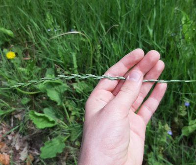 Lolium perenne, photographed by Tyler Ekholm