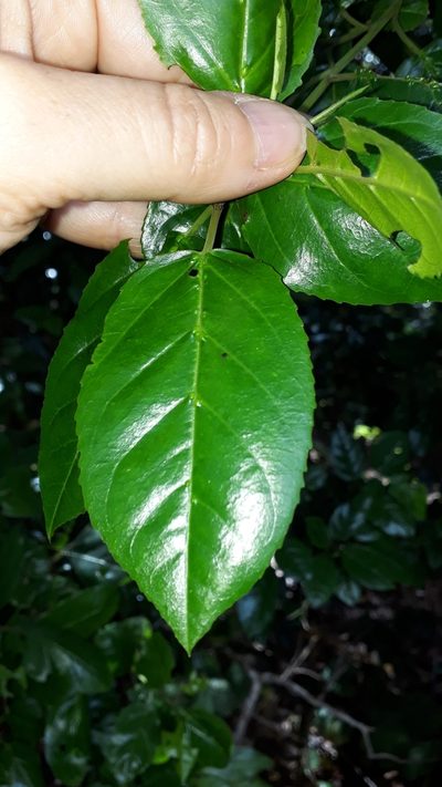 Rhamnus glandulosa, photographed by Alessia Guggisberg