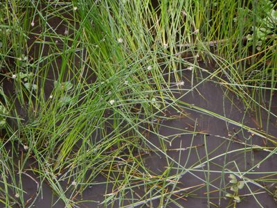 Eleocharis palustris, photographed by Karen Fry