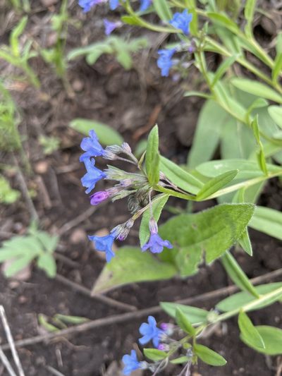 Mertensia brevistyla, photographed by crothfels
