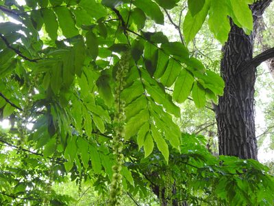 Pterocarya fraxinifolia, photographed by Yann Kemper