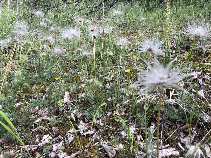 Pulsatilla vulgaris, photographed by Jan Herr