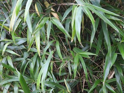 Pseudosasa japonica, photographed by Yann Kemper