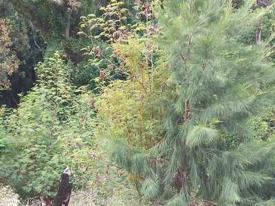 Casuarina cunninghamiana, photographed by flamelily