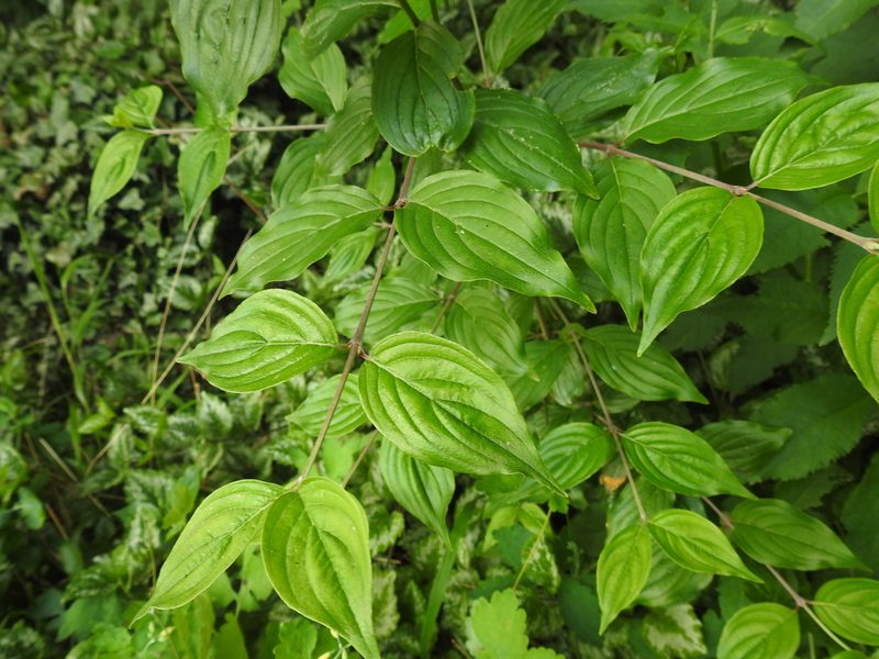Cornus mas, photographed by Yann Kemper
